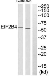 eIF2Bδ rabbit pAb