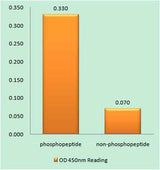 Cyclin E1 (phospho Thr77) rabbit pAb