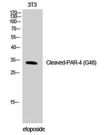 Cleaved-PAR-4 (G48) rabbit pAb