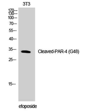 Cleaved-PAR-4 (G48) rabbit pAb