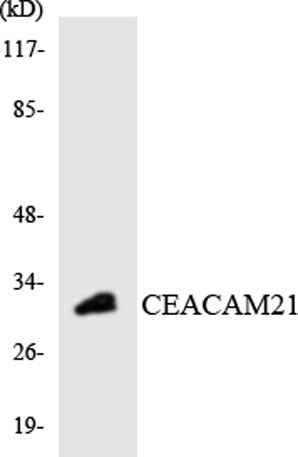 CEACAM21 rabbit pAb