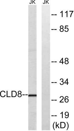 Claudin-8 rabbit pAb