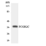 CD32-C rabbit pAb