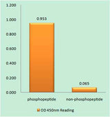 Hrs (phospho Tyr334) rabbit pAb