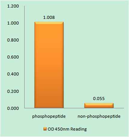 ARK-2 (phospho Thr232) rabbit pAb
