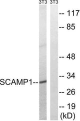 SCAMP1 rabbit pAb