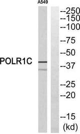 RPA40 rabbit pAb