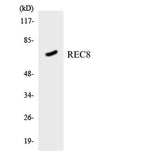 Rec8 rabbit pAb