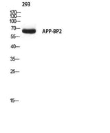 APP-BP2 rabbit pAb