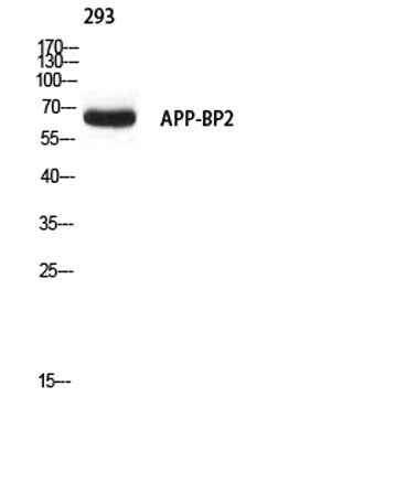 APP-BP2 rabbit pAb