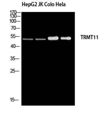 TRMT11 rabbit pAb