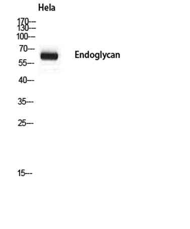 Endoglycan rabbit pAb