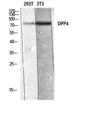 CD26 rabbit pAb
