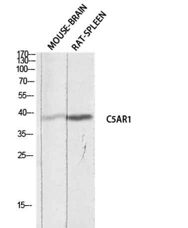 CD88 rabbit pAb
