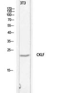 C32 rabbit pAb