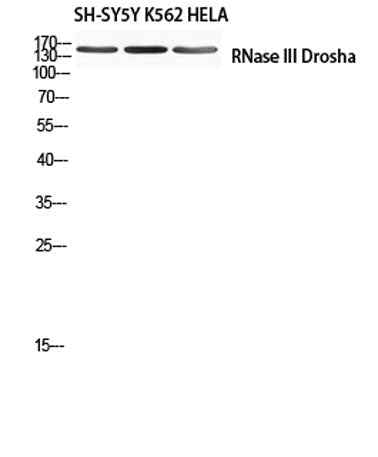 RNase III Drosha rabbit pAb