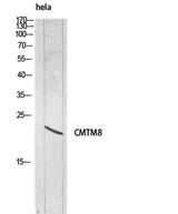 CMTM8 rabbit pAb