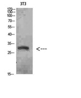 Nanos Homologue 1 (NANOS1) rabbit pAb