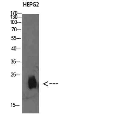 Plasminogen receptor rabbit pAb