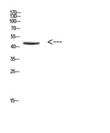Ini1 rabbit pAb 50µL/100µL