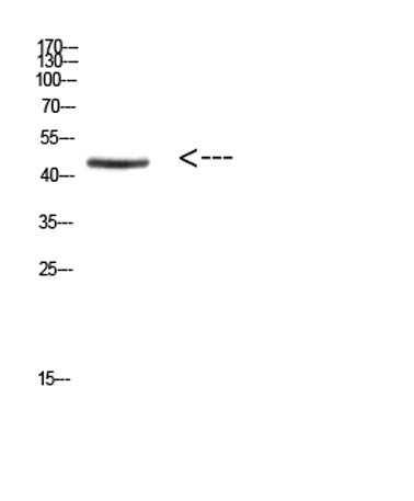 Ini1 rabbit pAb 50µL/100µL