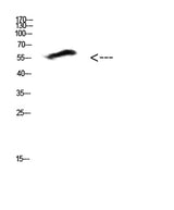 COL25A1 rabbit pAb 50µL/100µL