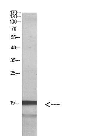 Histone H2A.Z rabbit pAb