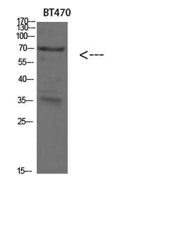 Cytokeratin 4 rabbit pAb