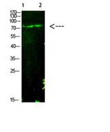 E2F-1 (Acetyl-K125) rabbit pAb