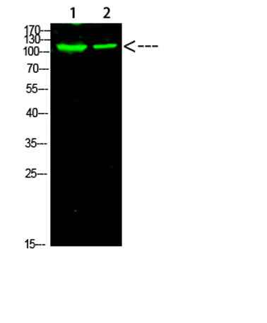PARP-1 (Acetyl-K521) rabbit pAb