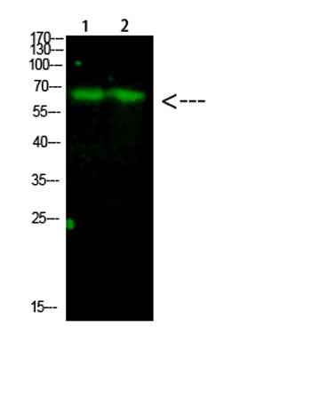 Parafibromin rabbit pAb