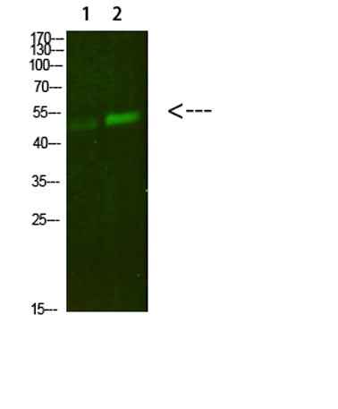 PBEF rabbit pAb