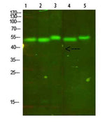 Cytochrome b rabbit pAb