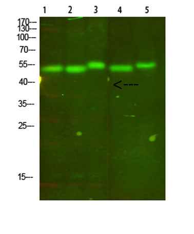 Cytochrome b rabbit pAb