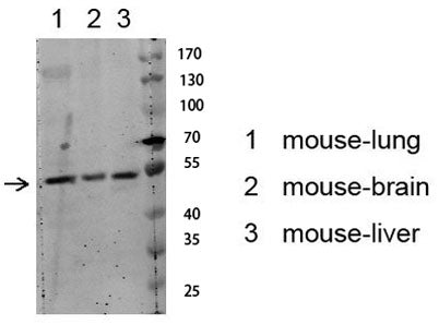 Akt (Phospho-Ser129) Rabbit pAb 50µL/100µL