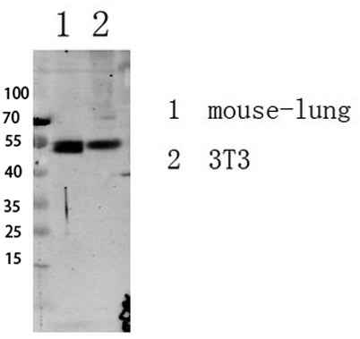 Smad3 (Phospho-Ser213) Rabbit pAb