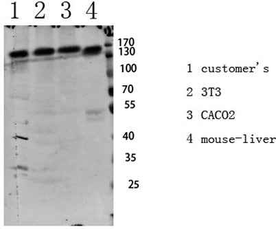 IGF1R (Phospho-Tyr1161) Rabbit pAb
