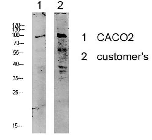 Kv2.1/KCNB1 rabbit pAb