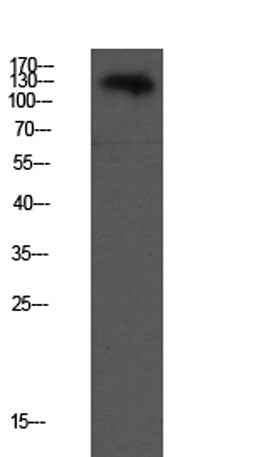 VE-Cadherin rabbit pAb