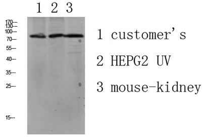 LSHR rabbit pAb