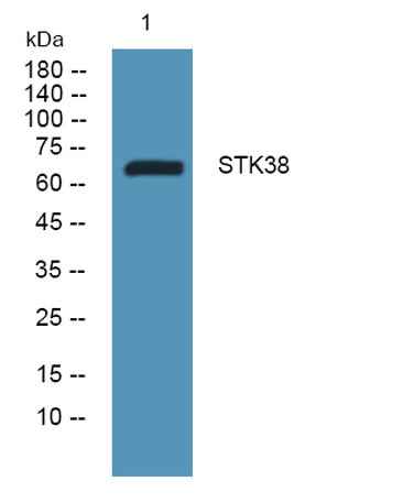 STK38 rabbit pAb