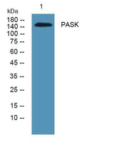 PASK rabbit pAb
