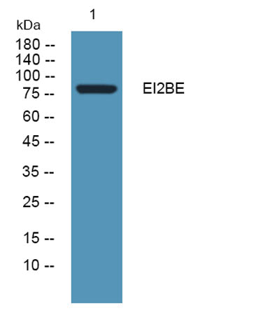 EI2BE rabbit pAb 50µL/100µL