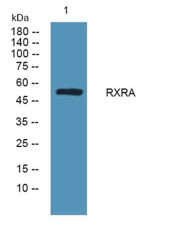 RXRA rabbit pAb