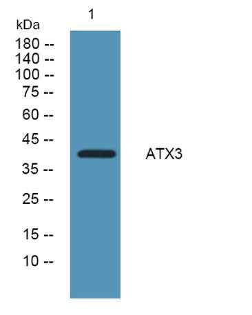ATX3 rabbit pAb