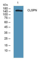 CLSPN rabbit pAb
