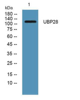 USP28 rabbit pAb