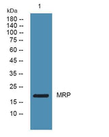 MRP rabbit pAb