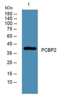 PCBP2 rabbit pAb