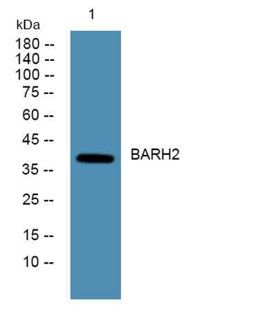 BARH2 rabbit pAb